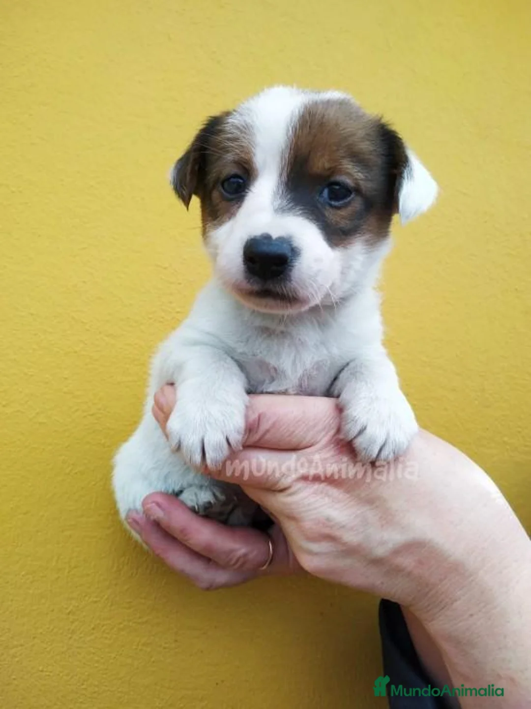 Imagen de galería {{count}}