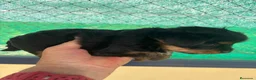 Yorkshire Terrier perros en venta: CACHORRO DE YORKSHIRE - Anuncio 2