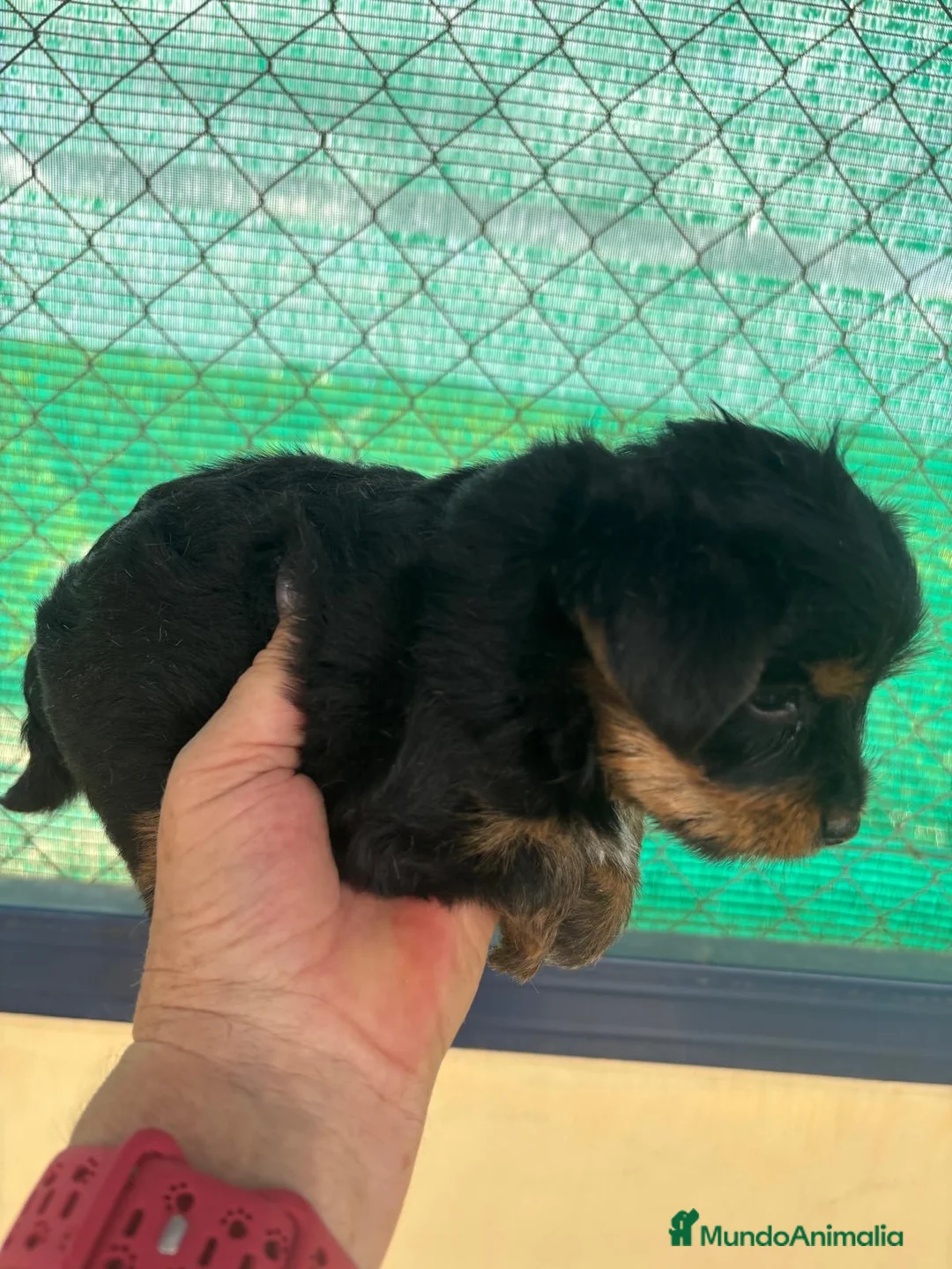 Yorkshire Terrier perros en venta: CACHORRO DE YORKSHIRE - Anuncio 2