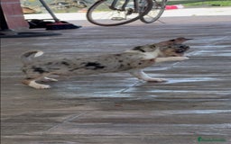 Chihuahua perros en venta: 🌟 Merlé, chocolate y elegancia total 🍫 - Imagen 4