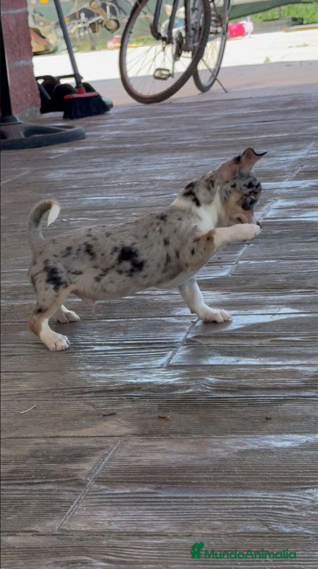 Chihuahua perros en venta: 🌟 Merlé, chocolate y elegancia total 🍫 - Imagen 4