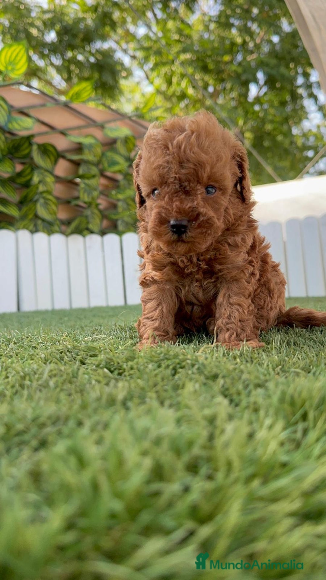 Caniche Toy perros en venta: CANICHE TOY ROJO MACHO - Imagen 2