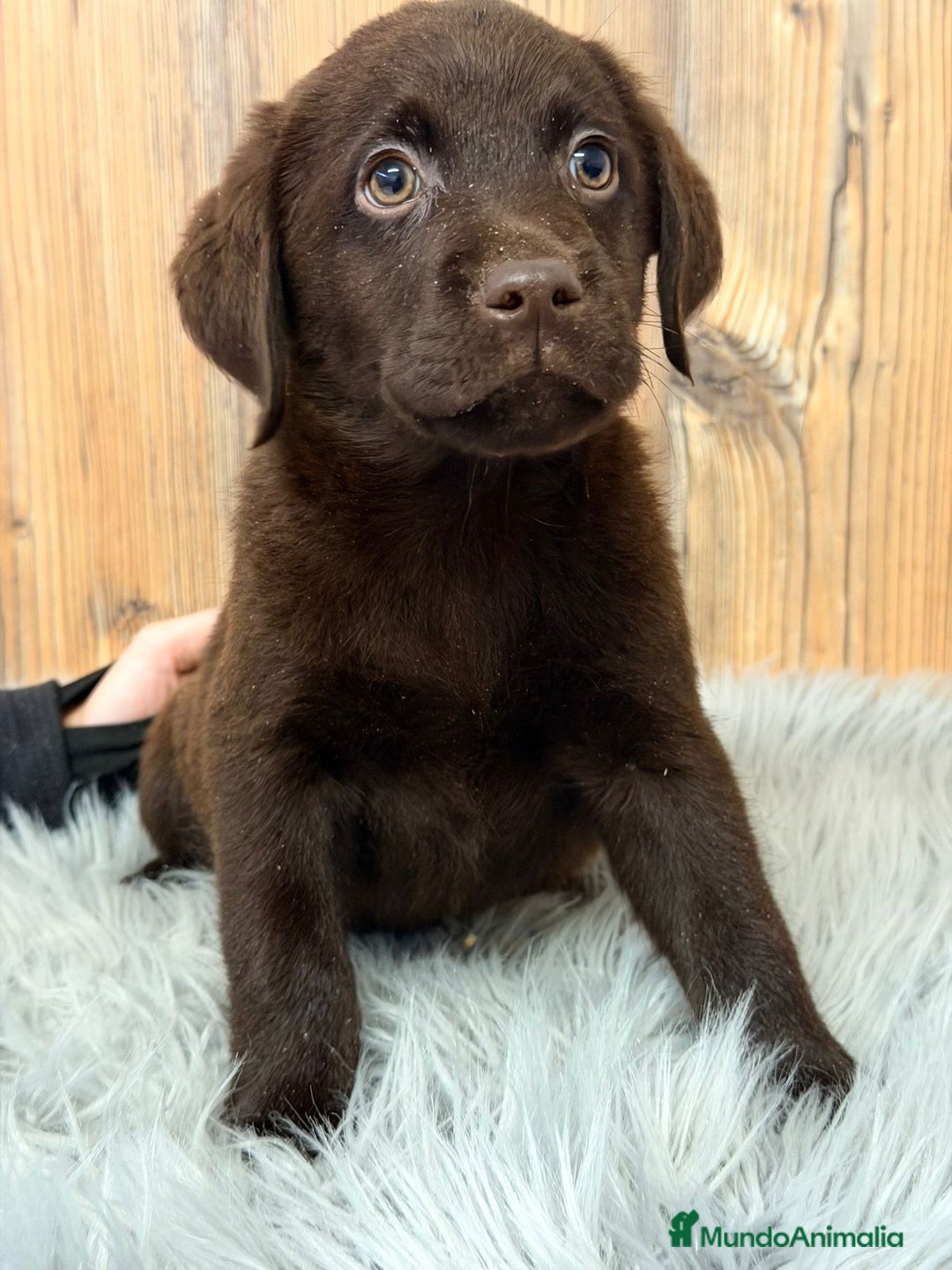 Labrador Retriever perros en venta: LABRADOR CHOCOLATE MACHO - Anuncio 2