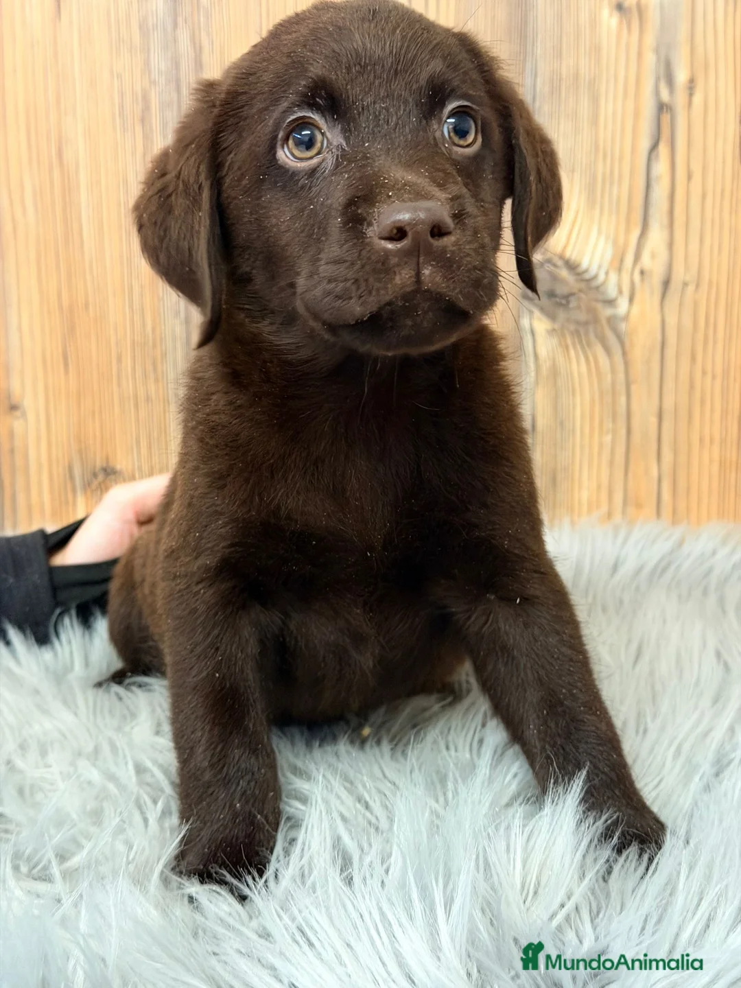 Labrador Retriever perros en venta: LABRADOR CHOCOLATE MACHO - Anuncio 2