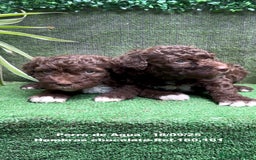 Perro de Agua Español perros en venta: Perro de Agua Español hembra - Anuncio 7