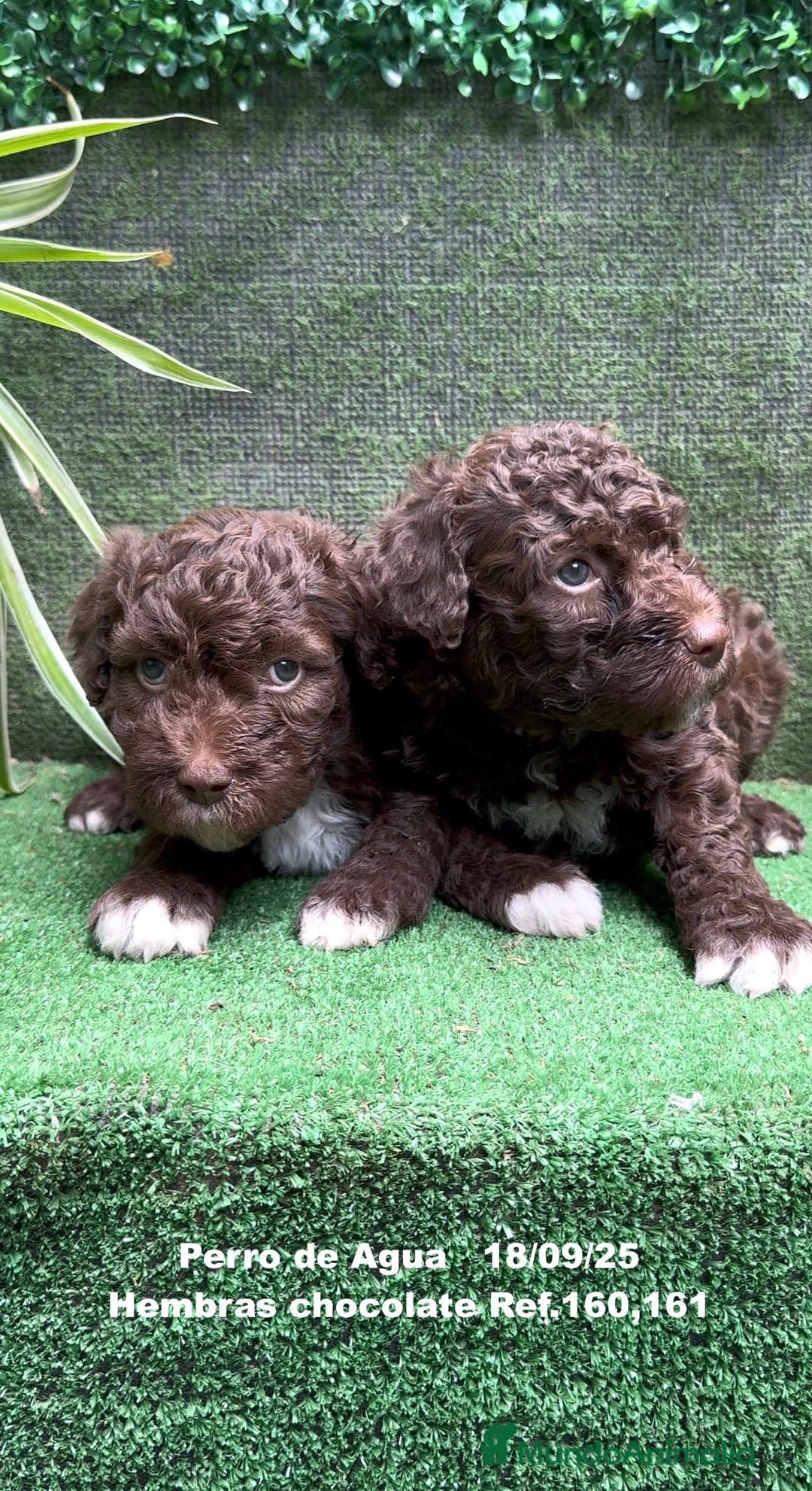 Perro de Agua Español perros en venta: Perro de Agua Español hembra - Anuncio 7