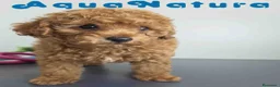 Caniche Toy perros en venta: Caniche Macho 1918 AQUANATURA - Anuncio 3