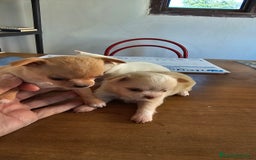 Chihuahua perros en venta:  lindos chihuahuas - Anuncio 5