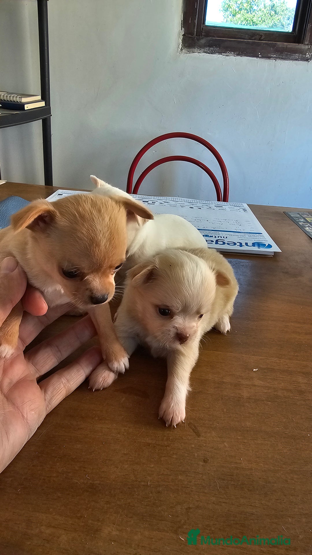 Chihuahua perros en venta:  lindos chihuahuas - Anuncio 5
