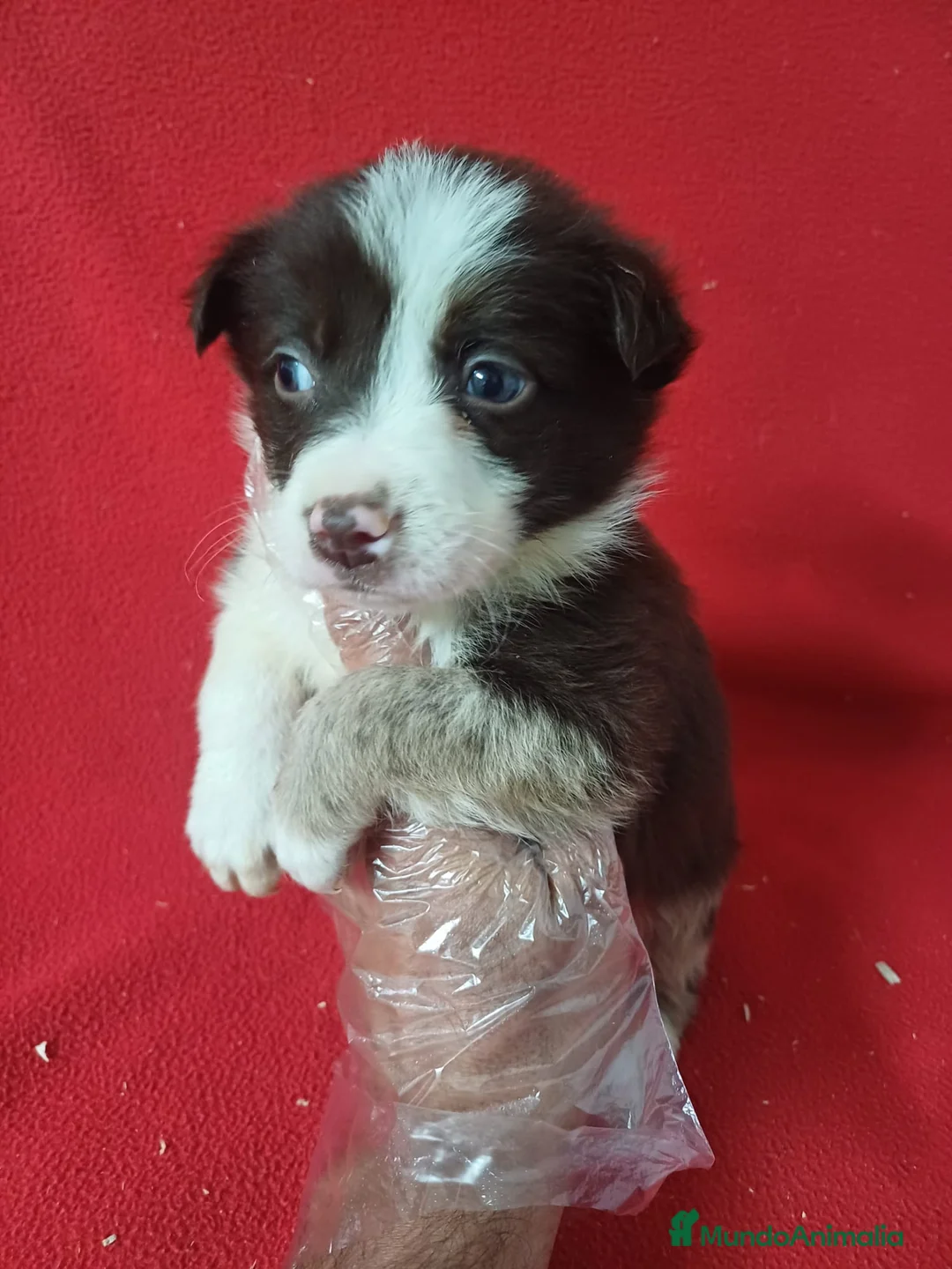 Border Collie perros en venta: Border Collie Chocolate  - Anuncio 2