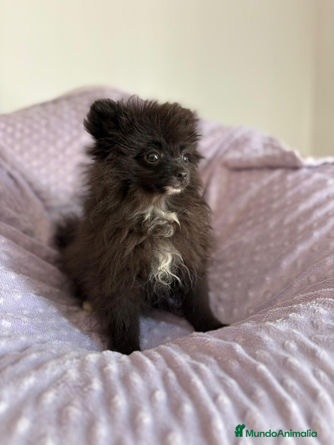 Pomerania perros en venta: Lulu pomerania MICRO  - Imagen 5
