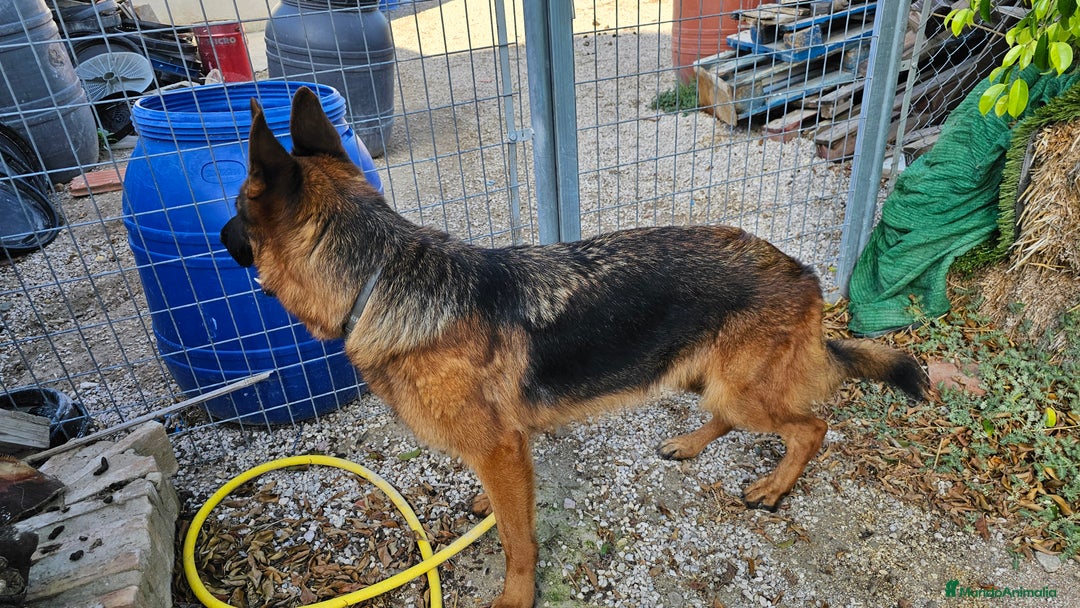 Pastor Alemán perros en venta: Espectacular hembra de pastor alemán - Imagen 3