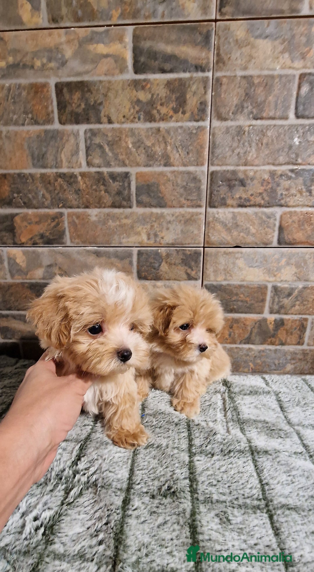 Maltipoo perros en venta: MALTIPOO MIRCO Y MICRO/TEA CUP - Imagen 6