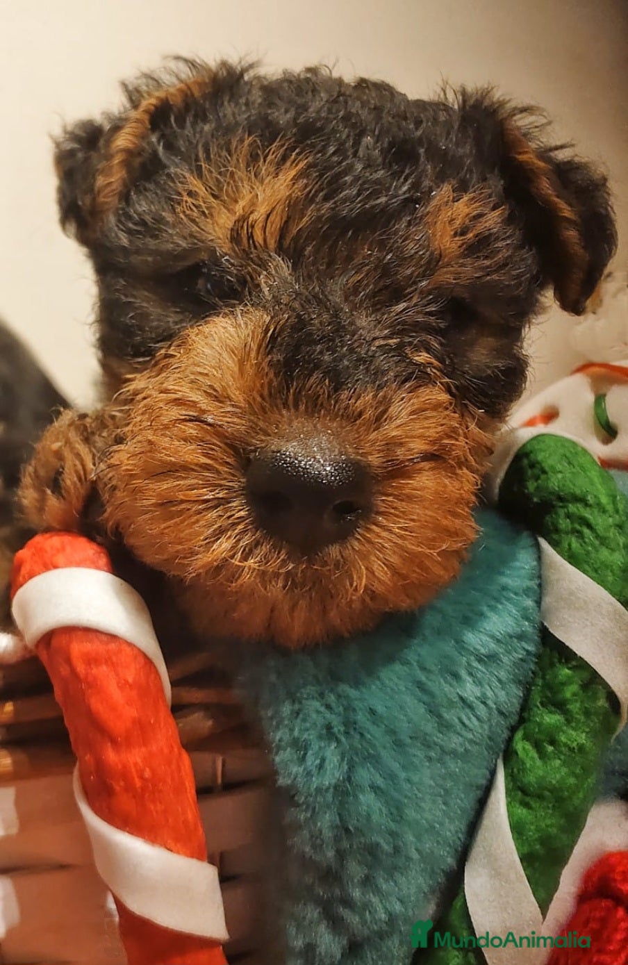Welsh Terrier perros Preciosos cachorros - Anuncio 1
