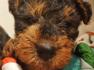 Welsh Terrier perros Preciosos cachorros - Anuncio 33