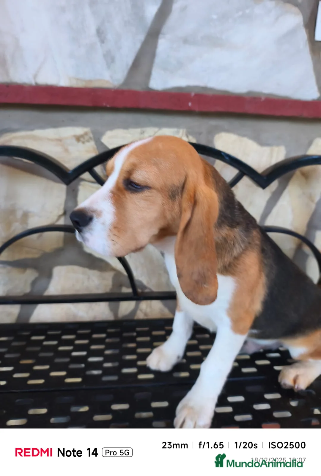 Beagle perros en venta: Cachorros de Beagle  - Anuncio 8