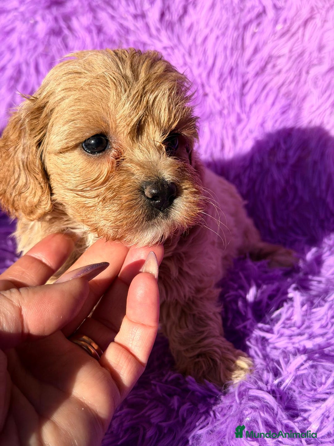 Maltipoo perros en venta: MALTIPOO - Anuncio 4