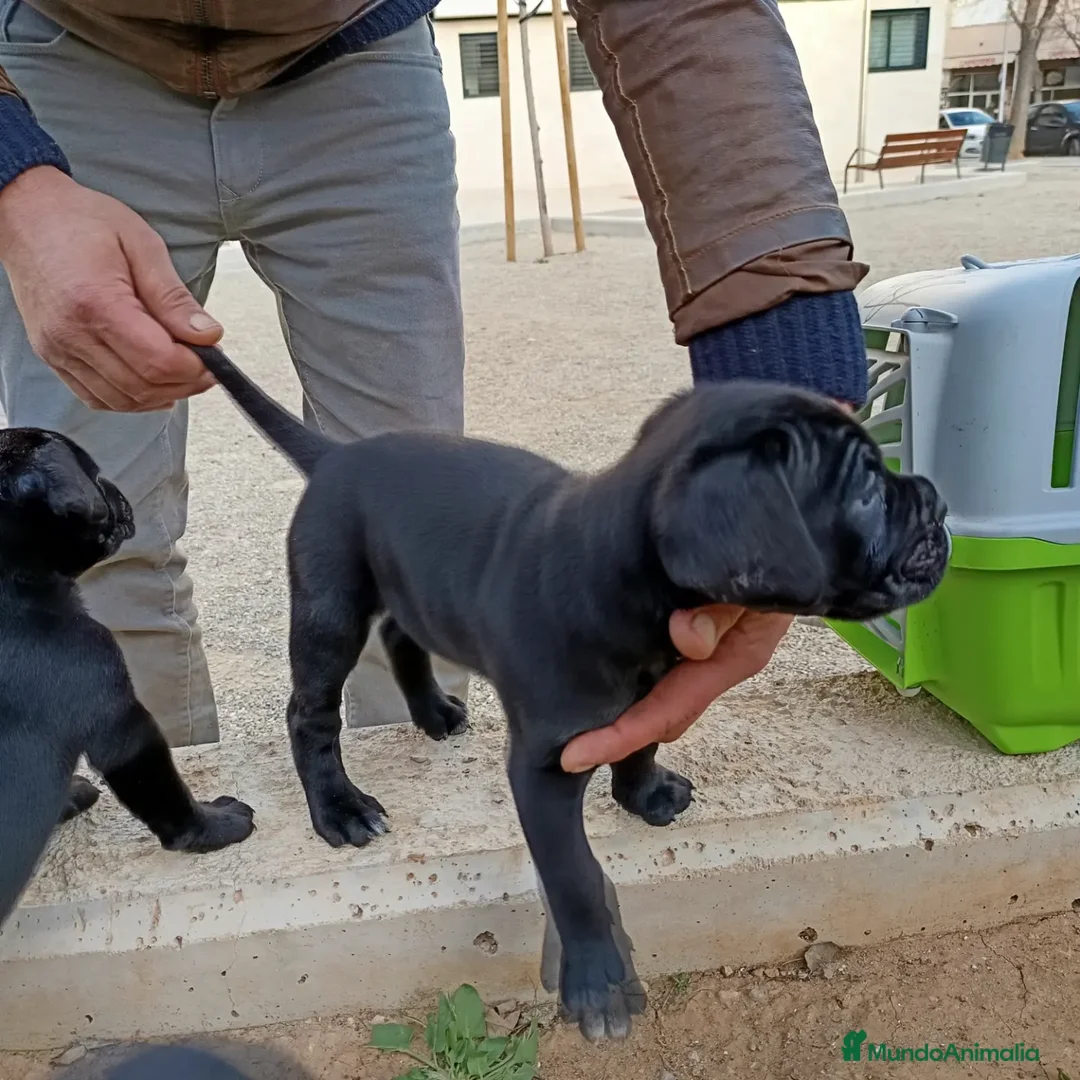 Imagen de galería {{count}}