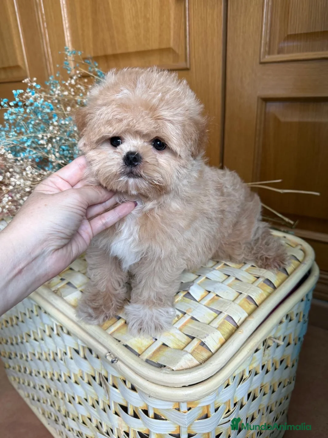 Maltipoo perros en venta: Maltipoo asiático !!!!! - Anuncio 2