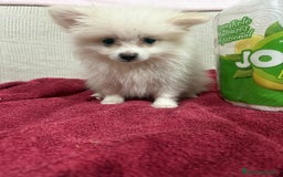 Pomerania perros en venta: Último macho Lulu pomerania toy  - Anuncio 4