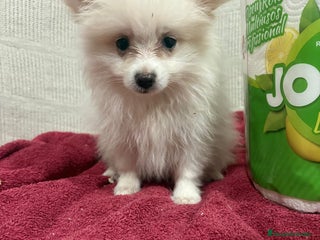 Pomerania perros Último macho Lulu pomerania toy - Anuncio 7