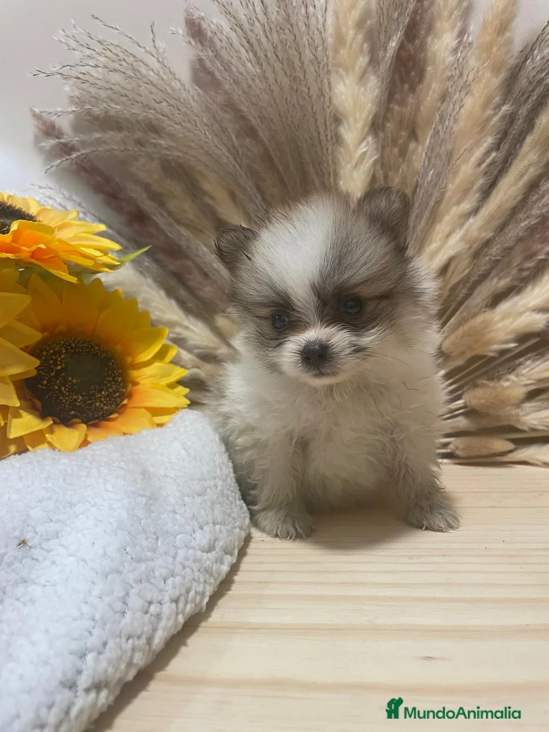 Pomerania perros en venta: pomerania  - Anuncio 1