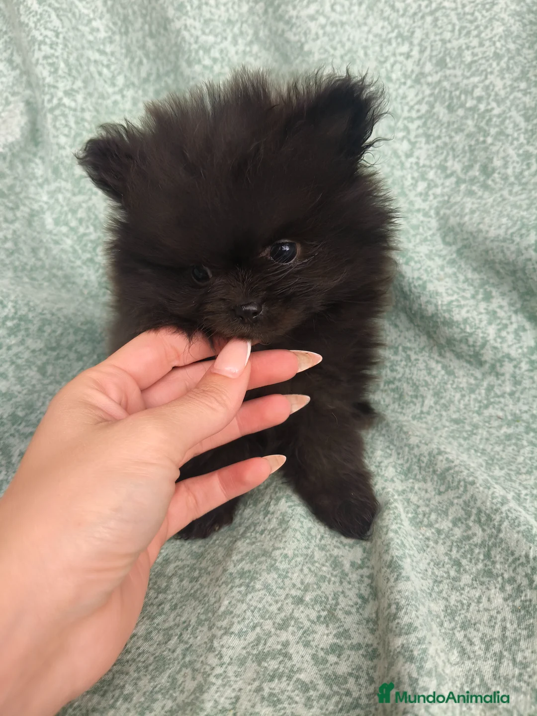 Pomerania perros en venta: Pomerania Toy - Anuncio 2