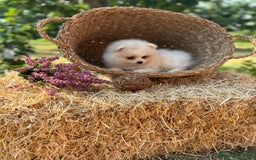 Pomerania perros en venta: Pomerania blanco crema fotos actuales  - Imagen 1