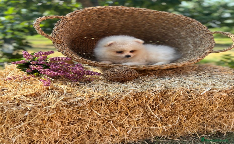 Pomerania perros - Anuncio 1