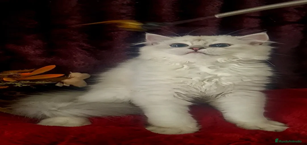 Imagen de galería {{count}}