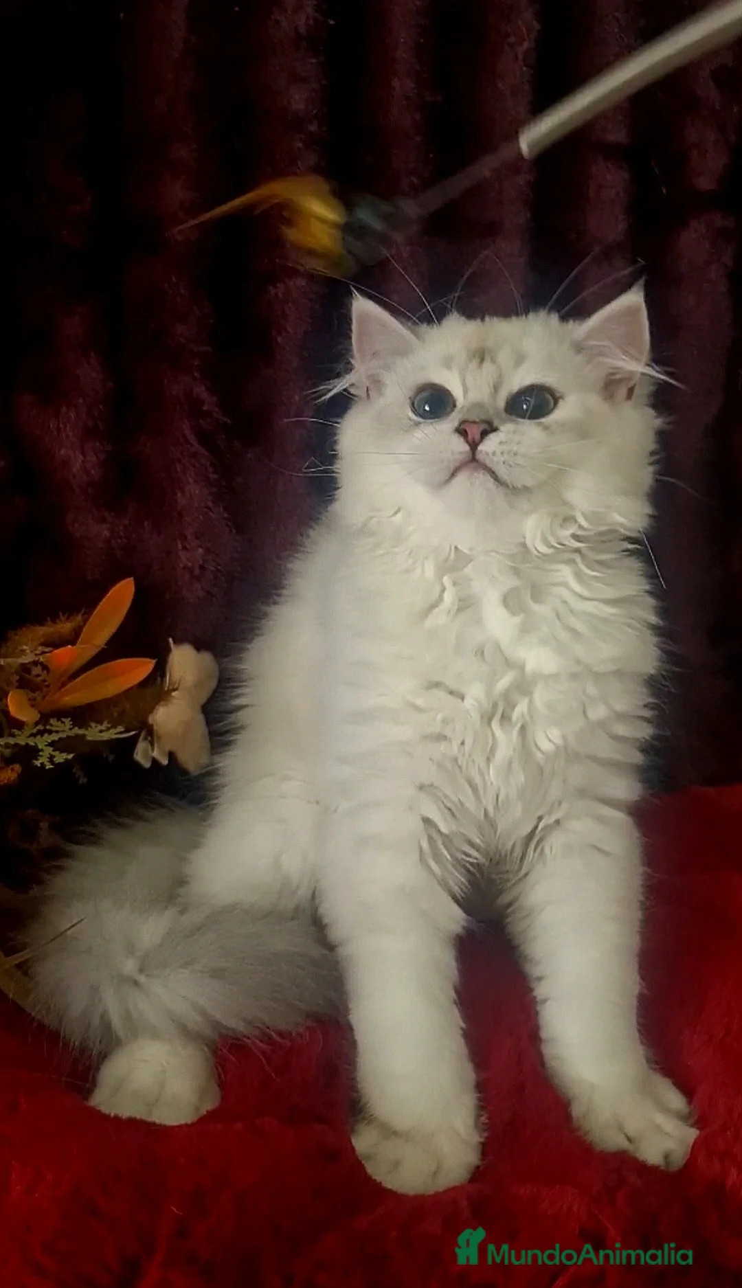 Imagen de galería {{count}}