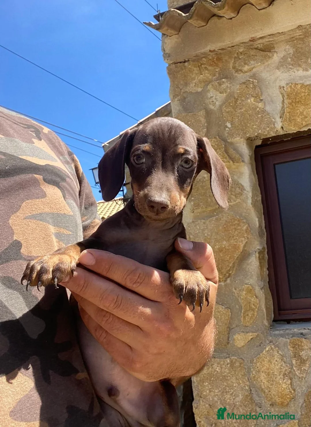 Teckel Miniatura perros en venta: TECKEL MINIATURA  - Anuncio 1