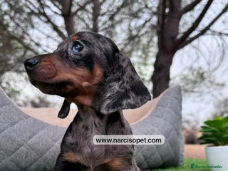 Teckel perros en Ciudad Real - Anuncio 33