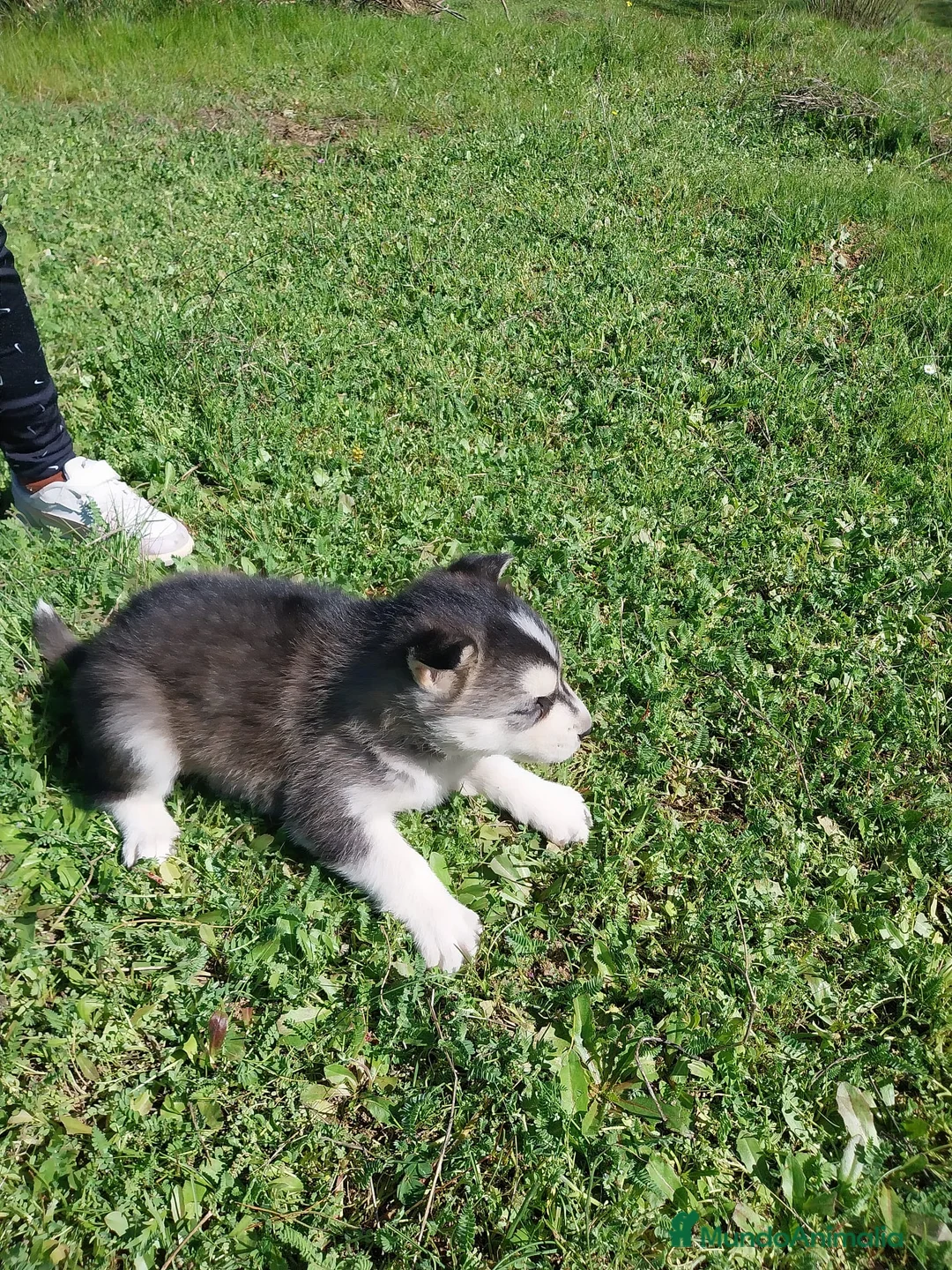 Husky Siberiano perros en venta: Pareja de Husky siberiano - Anuncio 2