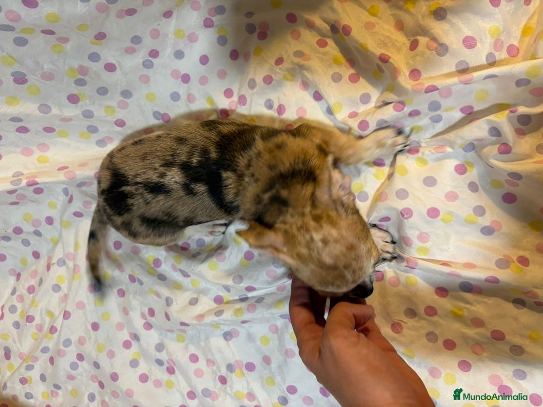 Chihuahua perros en venta: Chihuahua toy merle  - Imagen 3