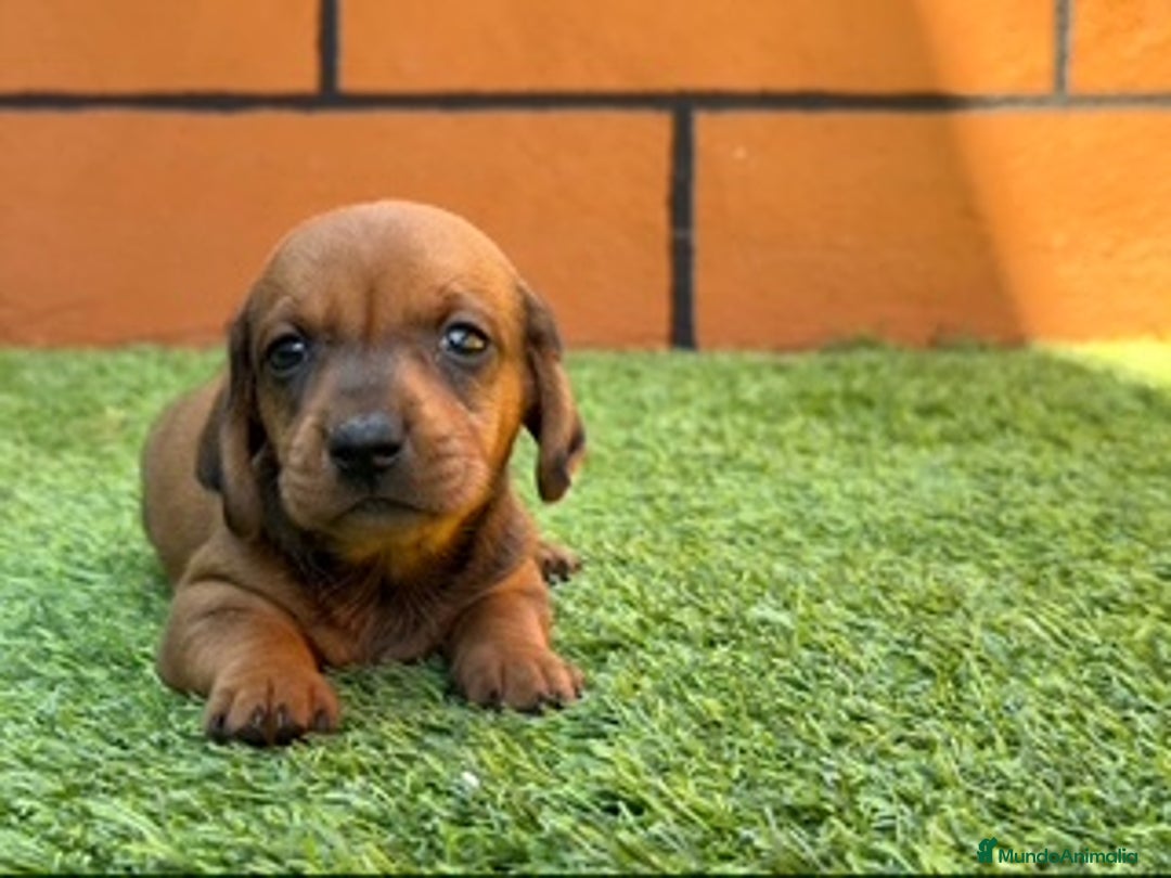 Teckel perros en venta: TECKEL - Imagen 1