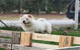 Chow Chow perros en venta: Chow chow - Imagen 3