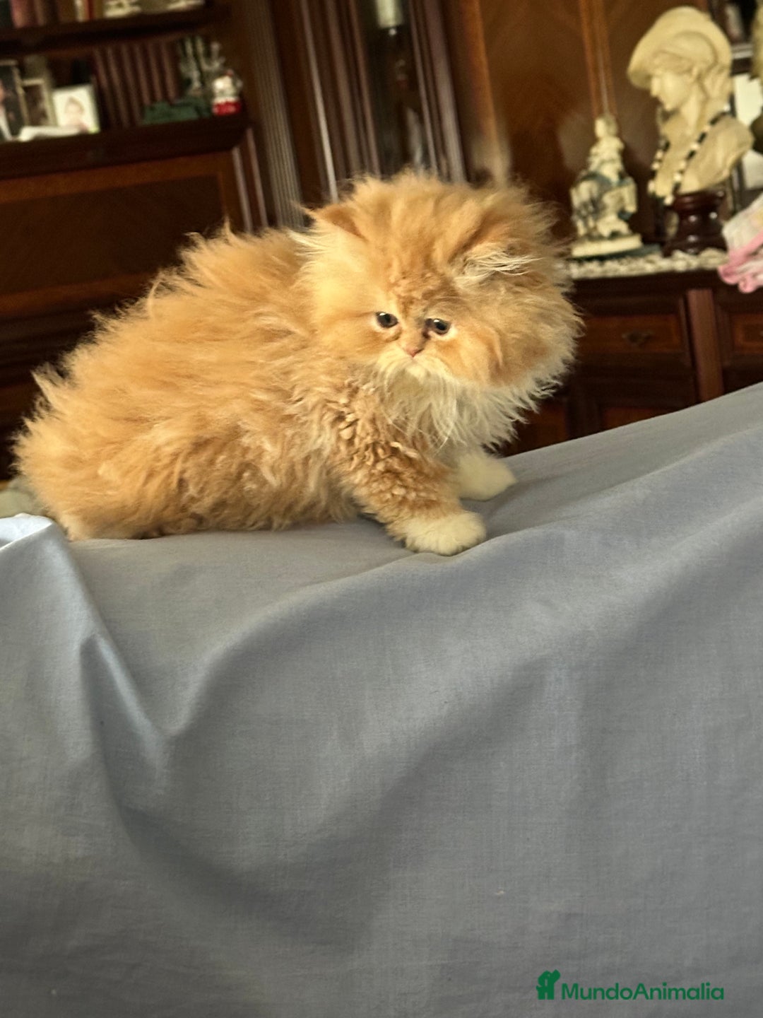 Persa gatos en venta: Gatitos persa chatitos - Anuncio 1