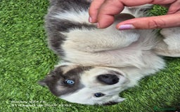Border Collie perros en venta: Border collie en Madrid - Imagen 2