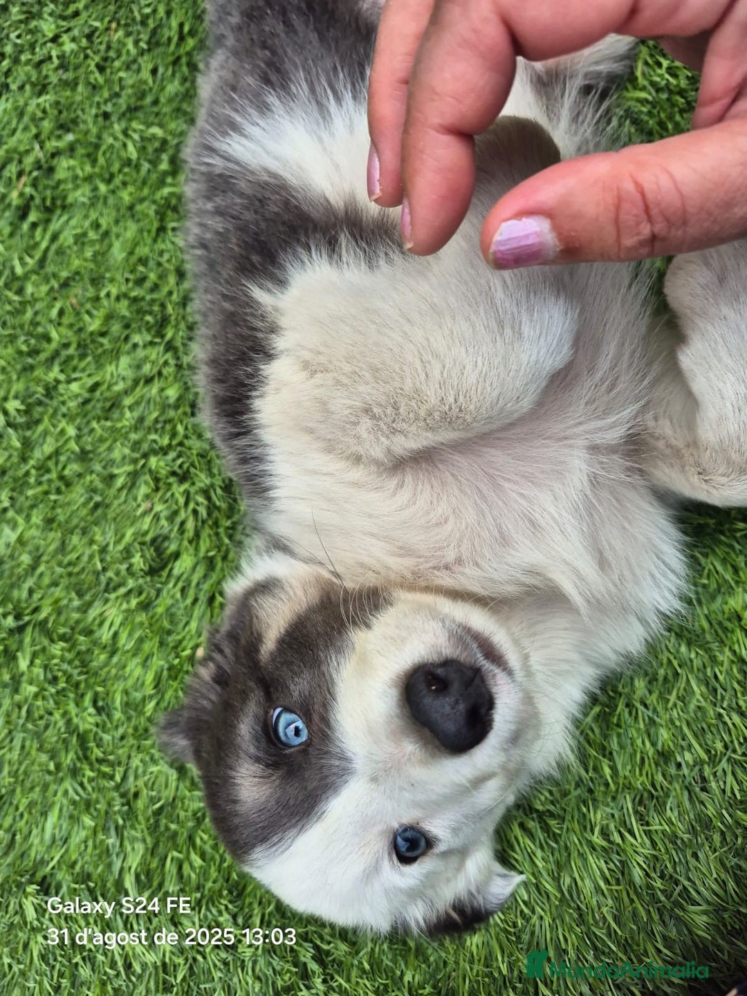 Border Collie perros en venta: Border collie en Madrid - Imagen 2