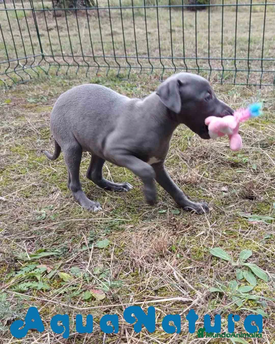 Pequeño Lebrel Italiano perros en venta: Lebrel Italiano Hembra 2 de AB y Omega AQUANATURA - Anuncio 4