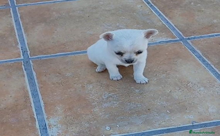 Chihuahua perros - Anuncio 3