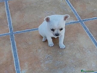 Chihuahua perros - Anuncio 19