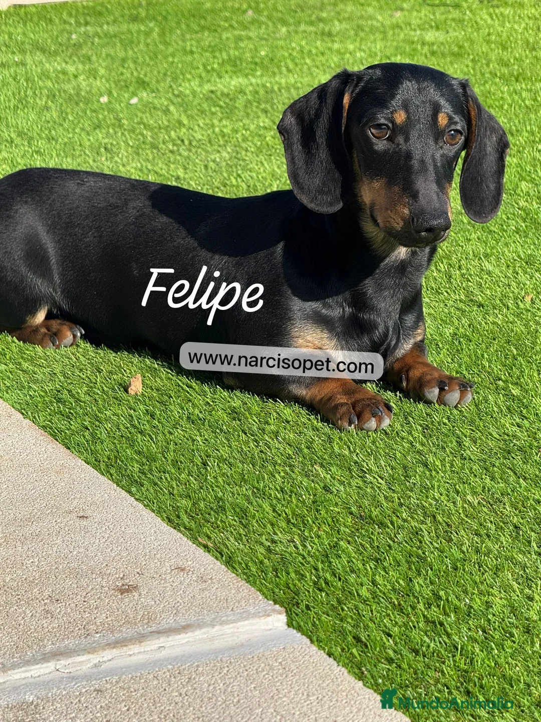 Teckel Miniatura perros en venta: TECKEL 5 CON GARANTIAS - Anuncio 2