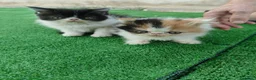 Persa gatos en venta: Gatitos persas de compañia - Anuncio 6
