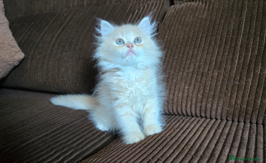 Británico de Pelo Largo gatos en venta: Gatcot.com - Imagen 5