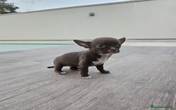 Chihuahua perros en venta: CHIHUAHUA HEMBRA - Imagen 7