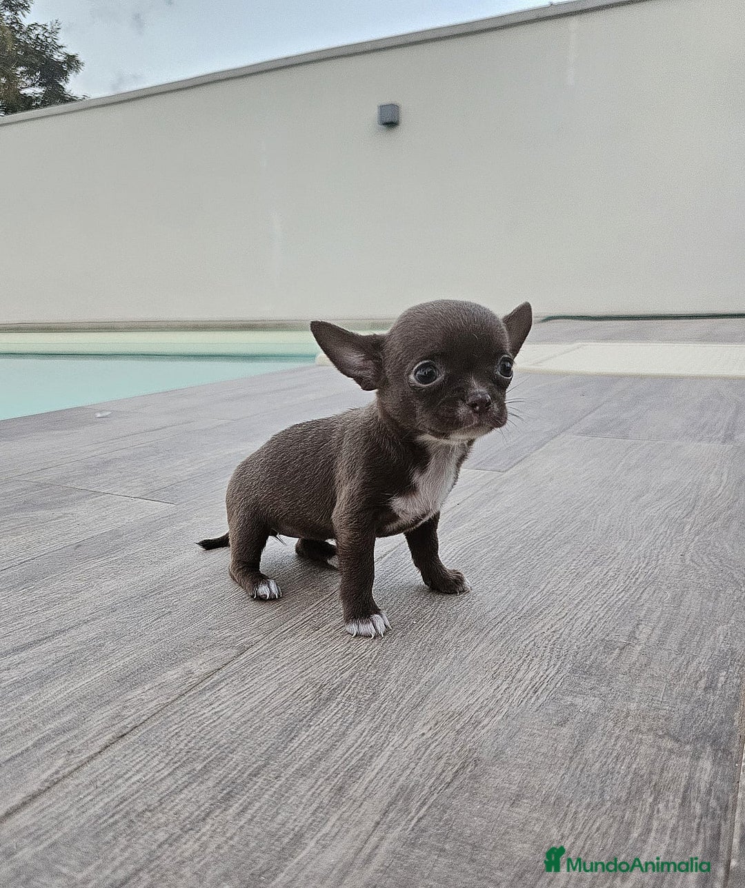 Chihuahua perros en venta: CHIHUAHUA HEMBRA - Imagen 7