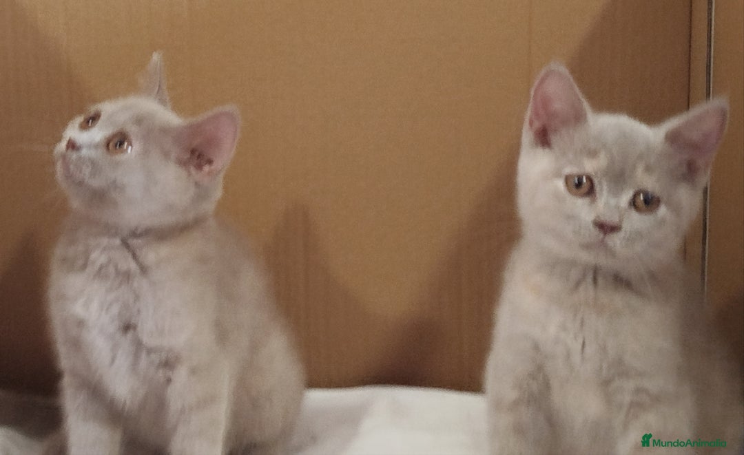 Británico de Pelo Corto gatos en venta: British Shorthair última hembra  - Imagen 15