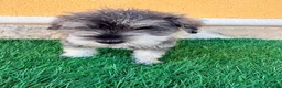 Schnauzer Miniatura perros en venta: Schnauzer miniatura sal y pimienta  - Anuncio 6